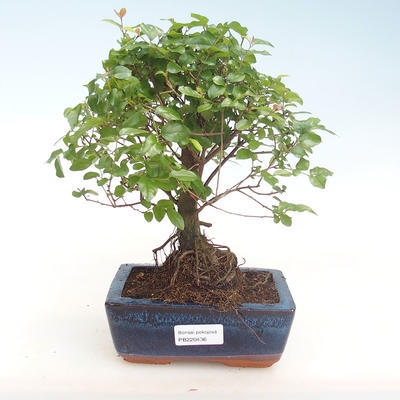 Indoor bonsai - Sagerécie thea - Sagerécie thea PB220436 - 1