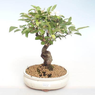 Outdoor bonsai - Malus halliana - Small Apple VB2020-436 - 1