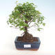 Indoor bonsai - Sagerécie thea - Sagerécie thea PB220436 - 1/4