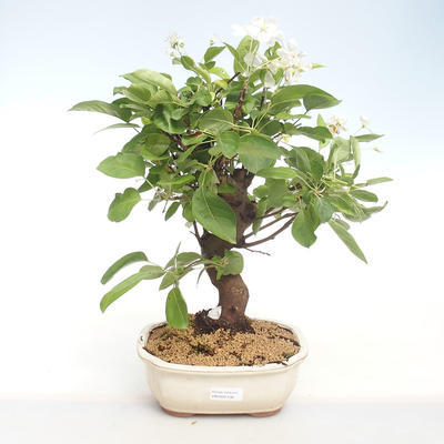 Outdoor bonsai - Malus halliana - Small apple VB2020-438 - 1