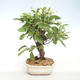Outdoor bonsai - Malus halliana - Small apple VB2020-438 - 1/5