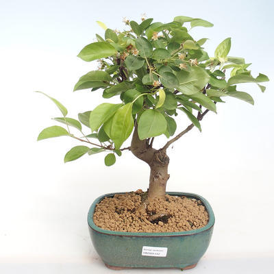 Outdoor bonsai - Malus halliana - Small Apple VB2020-442 - 1