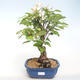 Outdoor bonsai - Malus halliana - Small Apple VB2020-444 - 1/5