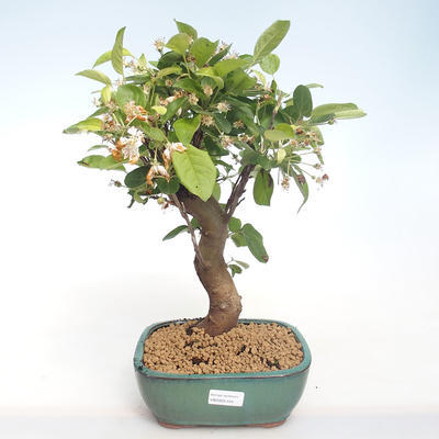 Outdoor bonsai - Malus halliana - Small Apple VB2020-445 - 1