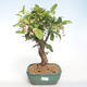 Outdoor bonsai - Malus halliana - Small Apple VB2020-445 - 1/5