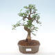 Indoor bonsai - Ulmus parvifolia - Small leaf elm PB220445 - 1/3