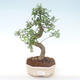 Indoor bonsai - Ulmus parvifolia - Small leaf elm PB220446 - 1/3