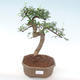 Indoor bonsai - Ulmus parvifolia - Small leaf elm PB220447 - 1/3