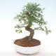 Indoor bonsai - Ulmus parvifolia - Small leaf elm PB220448 - 1/3