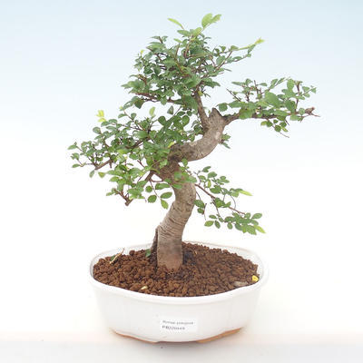 Indoor bonsai - Ulmus parvifolia - Small leaf elm PB220449 - 1