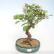 Outdoor bonsai - Malus halliana - Small Apple VB2020-449 - 1/5