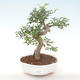 Indoor bonsai - Ulmus parvifolia - Small leaf elm PB220449 - 1/3