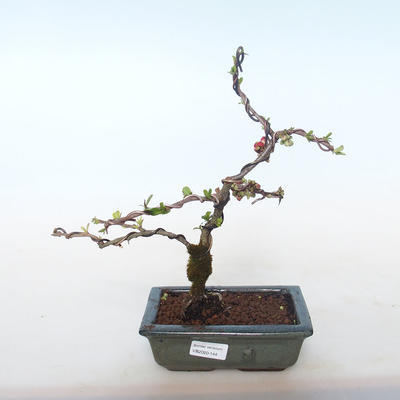 Outdoor bonsai - Chaenomeles spec. Rubra - Quince VB2020-144 - 1