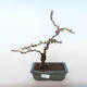 Outdoor bonsai - Chaenomeles spec. Rubra - Quince VB2020-144 - 1/3