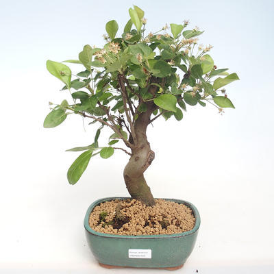 Outdoor bonsai - Malus halliana - Small apple VB2020-450 - 1