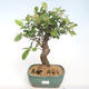 Outdoor bonsai - Malus halliana - Small apple VB2020-450 - 1/5
