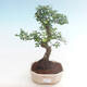 Indoor bonsai - Ulmus parvifolia - Small leaf elm PB220451 - 1/3