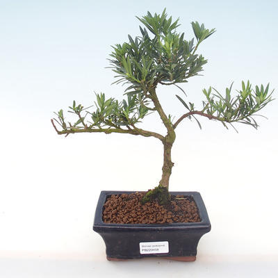 Indoor bonsai - Podocarpus - Stone yew PB220458