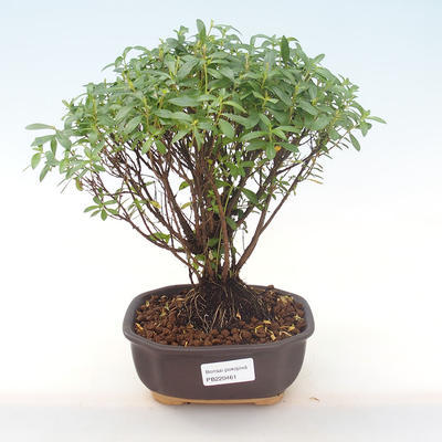 Indoor bonsai - Cuphea - Japanese myrtle PB220461