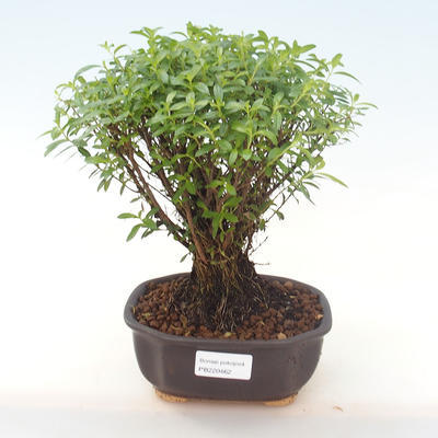 Indoor bonsai - Cuphea - Japanese myrtle PB220462