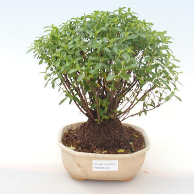 Indoor bonsai - Cuphea - Japanese myrtle PB220463