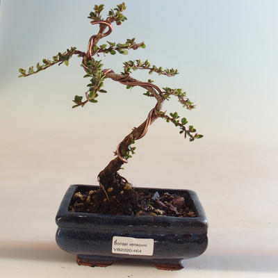 Outdoor bonsai-Cotoneaster horizontalis-Cotoneaster VB2020-464 - 1