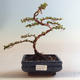 Outdoor bonsai-Cotoneaster horizontalis-Cotoneaster VB2020-466 - 1/2