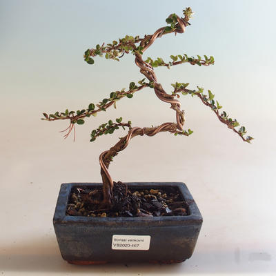Outdoor bonsai-Cotoneaster horizontalis-Cotoneaster VB2020-467 - 1