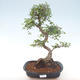Indoor bonsai - Ulmus parvifolia - Small leaf elm PB220469 - 1/3