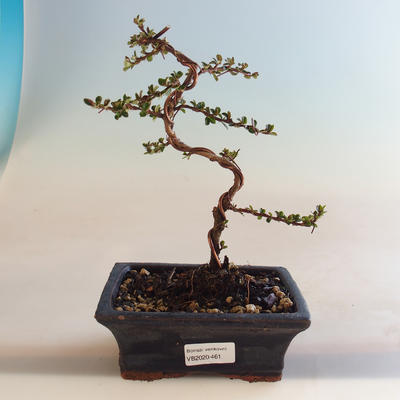 Outdoor bonsai-Cotoneaster horizontalis-Cotoneaster VB2020-461 - 1