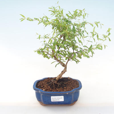 Indoor bonsai-PUNICA granatum nana-Pomegranate PB220470 - 1