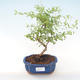 Indoor bonsai-PUNICA granatum nana-Pomegranate PB220470 - 1/3