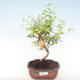 Indoor bonsai-PUNICA granatum nana-Pomegranate PB220471 - 1/3