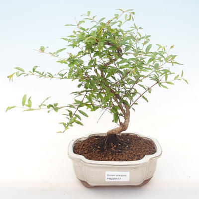 Indoor bonsai-PUNICA granatum nana-Pomegranate PB220477 - 1