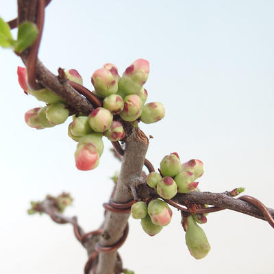 Outdoor bonsai - Chaenomeles spec. Rubra - Quince VB2020-147 - 1