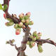 Outdoor bonsai - Chaenomeles spec. Rubra - Quince VB2020-147 - 1/3