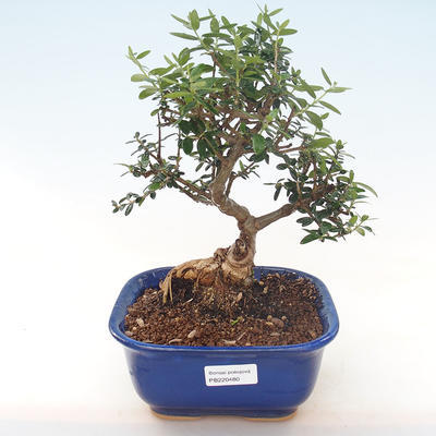 Indoor bonsai - Olea europaea sylvestris -Oliva European small leaf PB220480 - 1