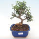 Indoor bonsai - Olea europaea sylvestris -Oliva European small leaf PB220480 - 1/5
