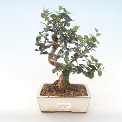 Indoor bonsai - Olea europaea sylvestris -Oliva European small leaf PB220485 - 1