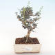 Indoor bonsai - Olea europaea sylvestris -Oliva European small leaf PB220486 - 1/5