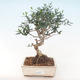 Indoor bonsai - Olea europaea sylvestris -Oliva European small leaf PB220487 - 1/5