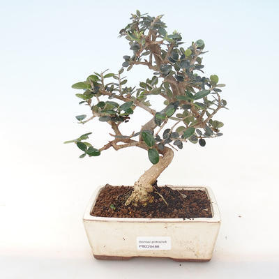 Indoor bonsai - Olea europaea sylvestris -Oliva European small leaf PB220488 - 1
