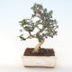 Indoor bonsai - Olea europaea sylvestris -Oliva European small leaf PB220488 - 1/5