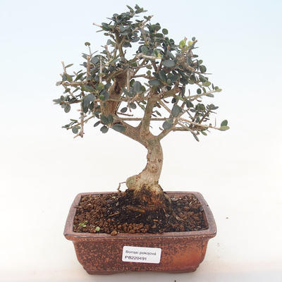 Indoor bonsai - Olea europaea sylvestris -Oliva European small leaf PB220491 - 1