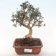 Indoor bonsai - Olea europaea sylvestris -Oliva European small leaf PB220491 - 1/5