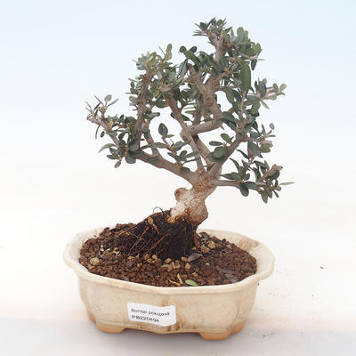 Indoor bonsai - Olea europaea sylvestris -Oliva European small leaf PB220494 - 1
