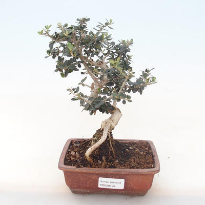 Indoor bonsai - Olea europaea sylvestris -Oliva European small leaf PB220495 - 1
