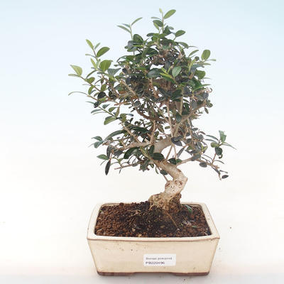 Indoor bonsai - Olea europaea sylvestris -Oliva European small leaf PB220496 - 1