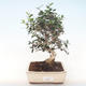 Indoor bonsai - Olea europaea sylvestris -Oliva European small leaf PB220496 - 1/5
