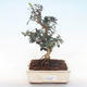 Indoor bonsai - Olea europaea sylvestris -Oliva European small leaf PB220497 - 1/5